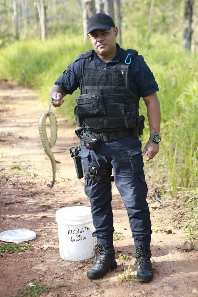 Celso Junior segurando uma serpente contida no gancho de manejo durante atendimento na trilha