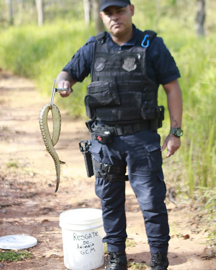 Celso Junior, autor do ebook Tudo sobre Animais Peçonhentos, com uma serpente contida no gancho de manejo