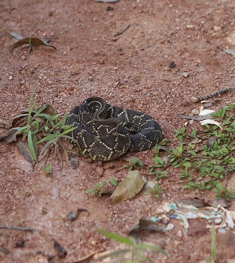 Serpente peçonhenta encontrada na trilha, ao lado do balde de resgate